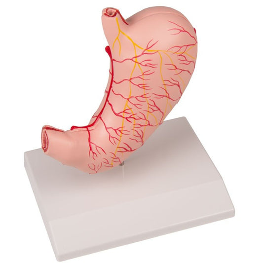 Stomach Model - Life-Size, 2 Parts