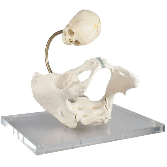 Pelvis Model for Demonstration of the Birth Canal