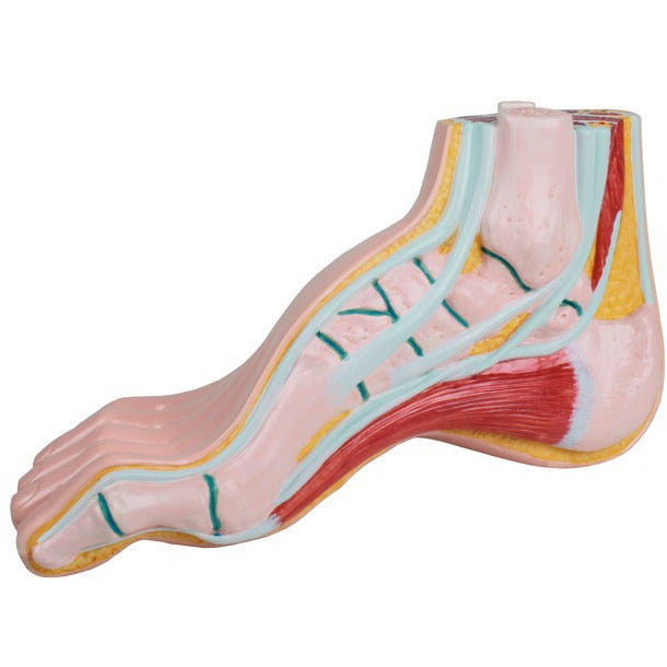 Hollow Foot Model - Life-Size