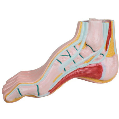 Hollow Foot Model - Life-Size