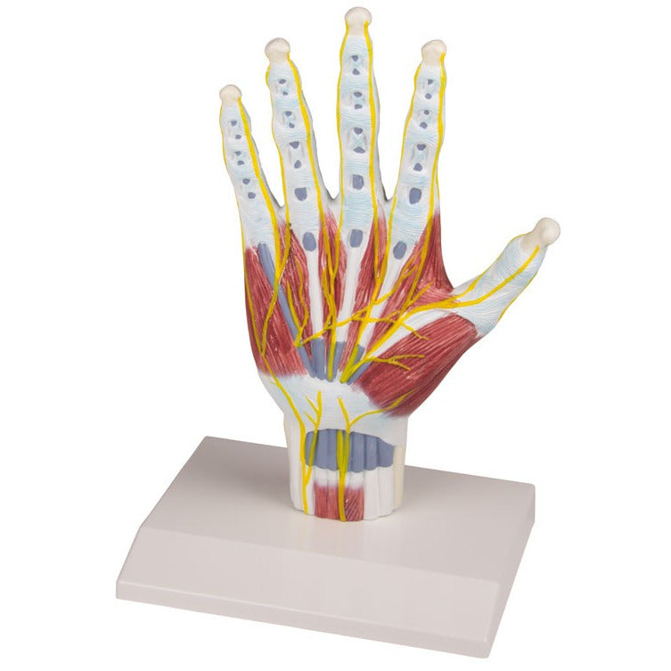 Hand Anatomy Structure Model - Life-Size – Medisave UK