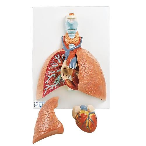 Lung Model with Larynx, 5 part - 3B Scientific