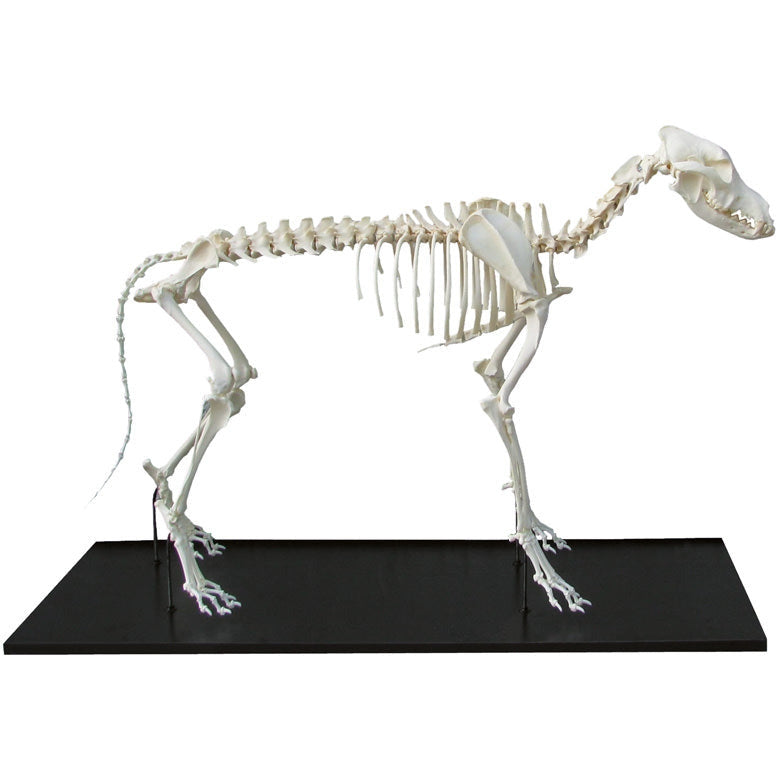 Dog Skeleton assembled small size – Medisave UK