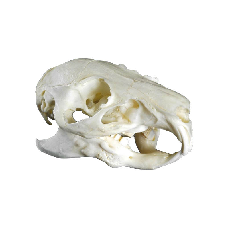 Guinea Pig Skull - Erler Zimmer